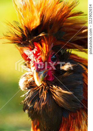 Colorful and majestic rooster displaying its vibrant plumage on a sunny day in a rural setting Colorful and majestic rooster displaying its vibrant plumage on a sunny day in a rural setting 122902654