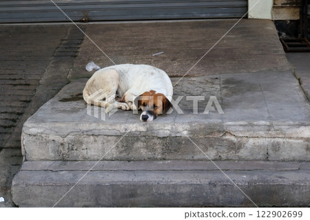 Dirty white dog sleep on cement sidewalk. Dirty white dog sleep on cement sidewalk. 122902699