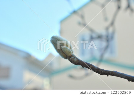 Buds of Haku Mukuren Buds of Haku Mukuren 122902869