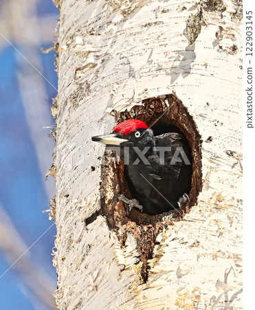 黑啄木鳥 122903145
