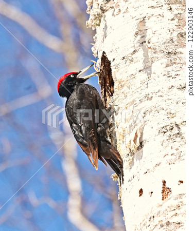 黑啄木鳥 122903146