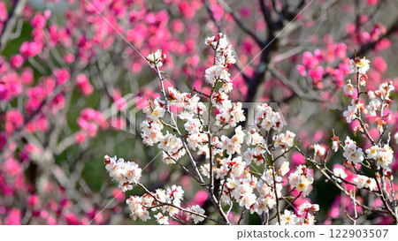 White plum blossoms at Hirashiba Plum Grove Park 122903507