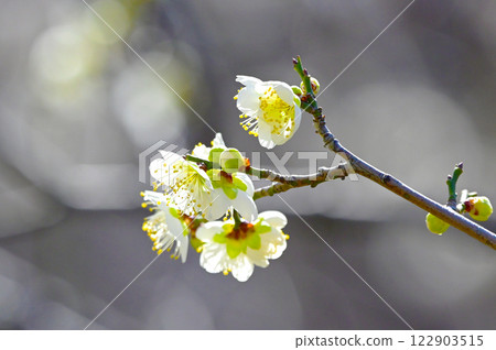 White plum blossoms at Hirashiba Plum Grove Park White plum blossoms at Hirashiba Plum Grove Park 122903515