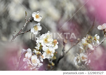 White plum blossoms at Hirashiba Plum Grove Park White plum blossoms at Hirashiba Plum Grove Park 122903527