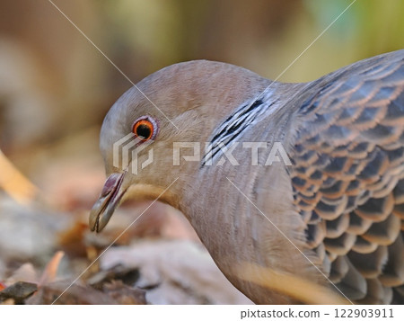 Turtle dove face Turtle dove face 122903911