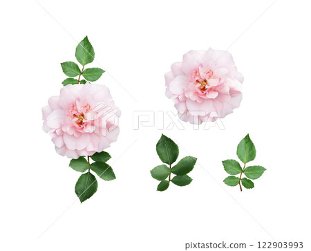 Set of floral arrangements and elements of pink rose flower and leaves isolated 122903993