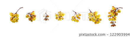 Set of yellow flowers of berberis thunbergii isolated Set of yellow flowers of berberis thunbergii isolated 122903994