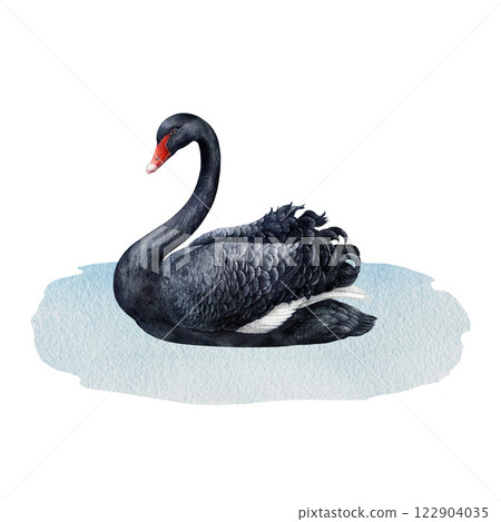 Black swan bird swimming in the water watercolor illustration. Hand drawn Cygnus atratus Australia native waterfowl avian. Elegant vintage style painted single black swan beautiful bird 122904035