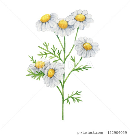 Chamomile herb stem with flowers and leaves watercolor illustration element. Hand drawn Matricaria chamomilla medicinal organic natural plant on white background. Vintage style chamomile illustration Chamomile herb stem with flowers and leaves watercolor illustration element. Hand drawn Matricaria chamomilla medicinal organic natural plant on white background. Vintage style chamomile illustration 122904039