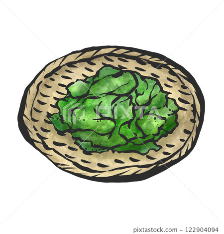 裙帶菜的手繪插圖 122904094