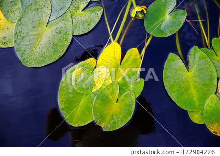 Green and yellow lily pads gently rest atop dark water, revealing subtle textures and glimmering droplets from passing rain. Vibrant contrasts evoke tranquil pond life, inviting quiet reflection Green and yellow lily pads gently rest atop dark water, revealing subtle textures and glimmering droplets from passing rain. Vibrant contrasts evoke tranquil pond life, inviting quiet reflection 122904226