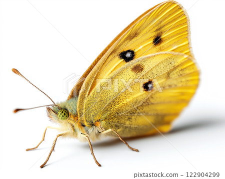 Bright yellow butterfly with black spots Bright yellow butterfly with black spots 122904299