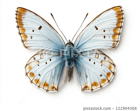 A delicate Common Blue butterfly with soft blue wings and intricate brown patterns A delicate Common Blue butterfly with soft blue wings and intricate brown patterns 122904308