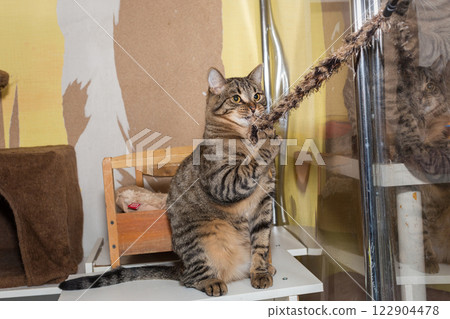 Beautiful grey tabby cat plays inl shelter 122904478