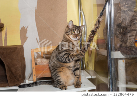 Beautiful grey tabby cat plays inl shelter 122904479