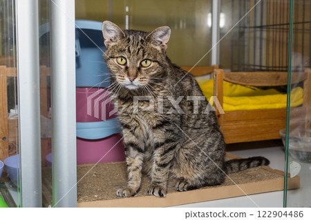 An elderly sad cat in  shelter 122904486
