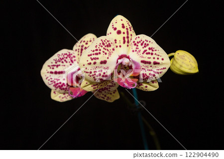 Blooming orchid. Mariola variety. 122904490