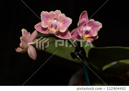 Branch orchid. Variety - Diffusion. Branch orchid. Variety - Diffusion. 122904492