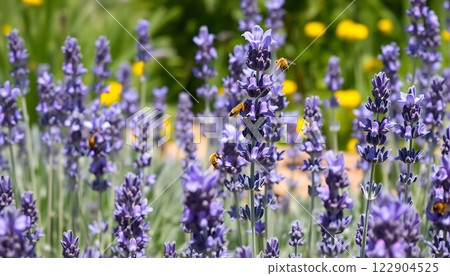 Lavender field with purple flowers and green plants nature beauty farm. 122904525
