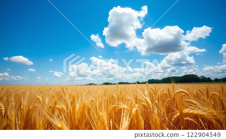 field of wheat under blue sky 122904549