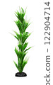 Aquarium seaweed on a white background 122904714