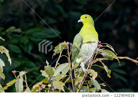 A female Japanese green pigeon perched on an acorn tree in the forest A female Japanese green pigeon perched on an acorn tree in the forest 122904816