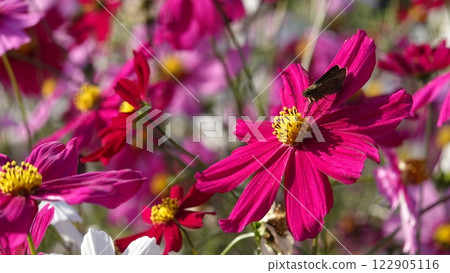 波斯菊花 波斯菊花 122905116