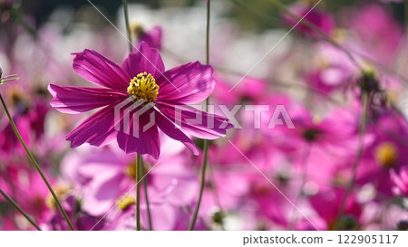 波斯菊花 122905117