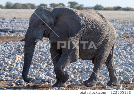 African Elephant in Etosha African Elephant in Etosha 122905138
