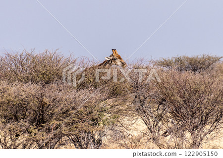 Giraffe in Etosha Giraffe in Etosha 122905150