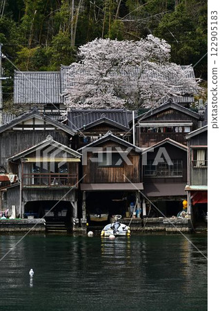 Boathouses with Cherry Blossoms 122905183