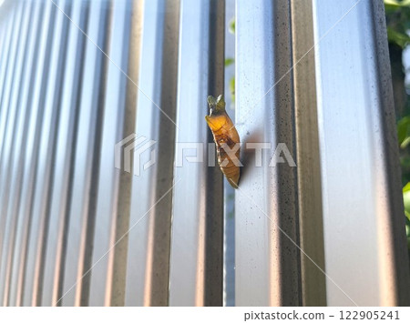 Swallowtail butterfly pupa shell 9 attached to the exterior fence Swallowtail butterfly pupa shell 9 attached to the exterior fence 122905241