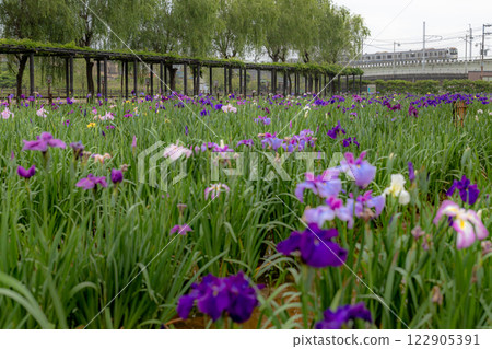 Irises in full bloom and the E217 series Irises in full bloom and the E217 series 122905391