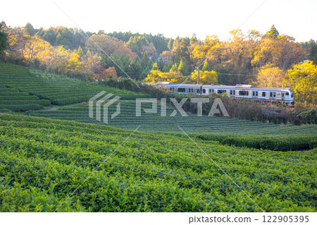E217 series train running through tea fields 122905395