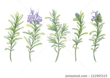 Blooming rosemary branches. Botanical watercolor illustration. Fresh green stems for packaging decoration of natural cosmetics, essential oils, herbal products Blooming rosemary branches. Botanical watercolor illustration. Fresh green stems for packaging decoration of natural cosmetics, essential oils, herbal products 122905525