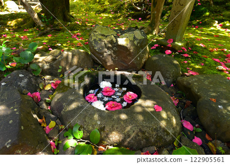 落於苔蘚上的山茶花 靈觀寺花水噴泉 122905561