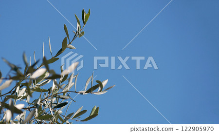 Olive tree branch at the background of a sky with copy space at the right side 122905970