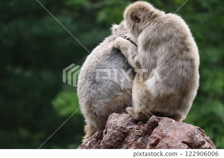 Japanese macaques 122906006