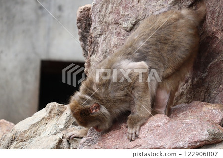 Japanese macaques 122906007