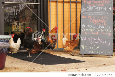 Chickens at Front Door of Closed Restaurant Waiting For Opening Rural East Texas 122906267