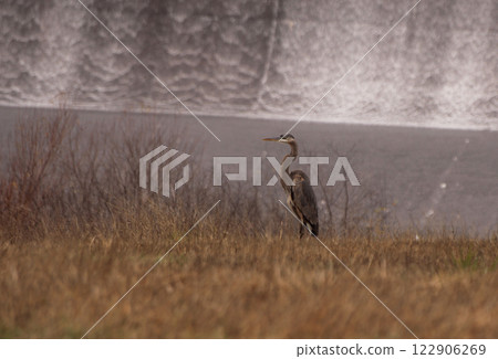 Blue Heron Near Dam on Lake Palestine in Rural East Texas 122906269