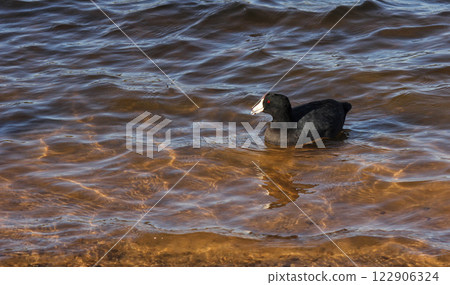 American Coot at Lake Tyler Marina near Whitehouse TX 122906324