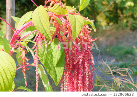 Amaranthus caudatus of pink color. Growing love-lies-bleeding in rustic garden. Blurred nature background. Gardening. Countryside garden. 122906628