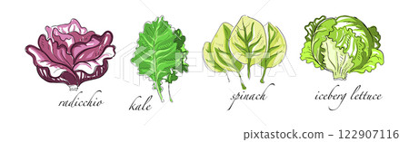Leaf Vegetable and Herbs with Name Vector Set 122907116