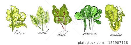 Leaf Vegetable and Herbs with Name Vector Set Leaf Vegetable and Herbs with Name Vector Set 122907118