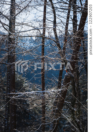 Complicated Light [Nagano Prefecture] 122907203