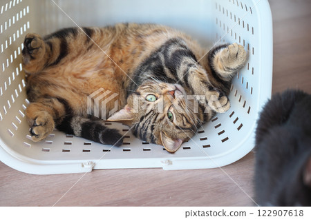 American short hair brown tabby 122907618