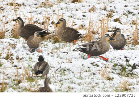 Ducks gleaning in the snow Ducks gleaning in the snow 122907725