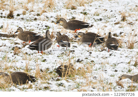 Ducks gleaning in the snow Ducks gleaning in the snow 122907726