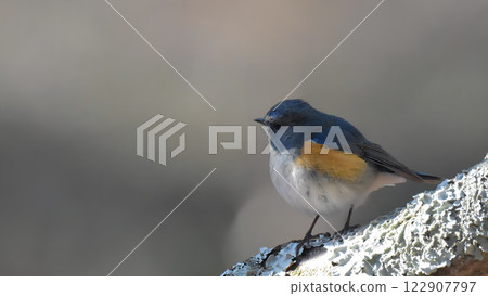 Male of Ruribitaki Male of Ruribitaki 122907797